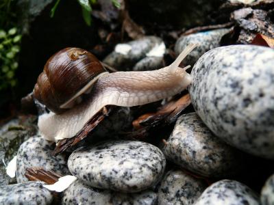 蜗牛, 石头, 雨, 湿法, 关闭, 壳, 爬行动物