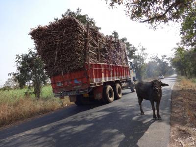 卡车, 过, 货物, 甘蔗, 母牛, 印度
