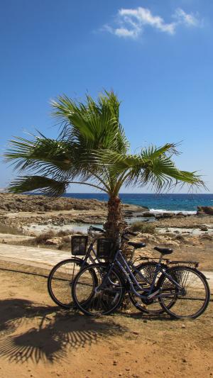 自行车, 棕榈树, 自然, 活动, 夏季, 休闲, 娱乐