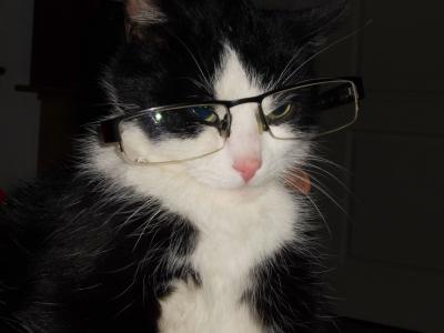 眼镜猫, 猫, 狡猾的猫