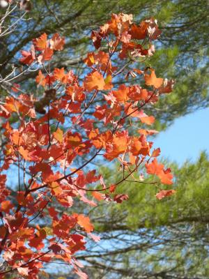 梧桐, 红叶, 秋天, 10 月, 自然公园
