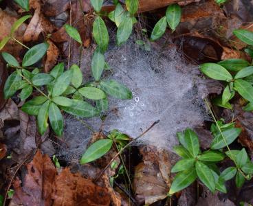 蜘蛛网与雨滴, 森林的地面, 自然, 一夜纺, 蜘蛛, web, 春天