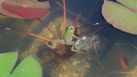 青蛙, 花园的池塘, 蛙池里, 池塘, 绿色, 水, 两栖类动物