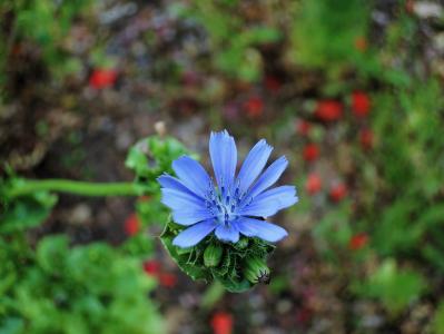 花, 蓝色, 蓝色的花, 野生花卉, 自然, 植物, 夏季