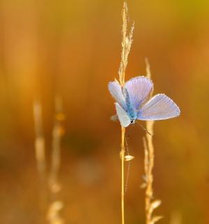 蝴蝶, 昆虫, 自然, 昆虫, 翅膀, 蓝色, 特写