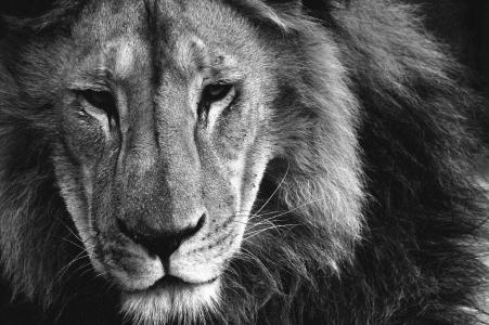 狮子, 动物, 头发, 国王, 丛林, 非洲, 一种动物