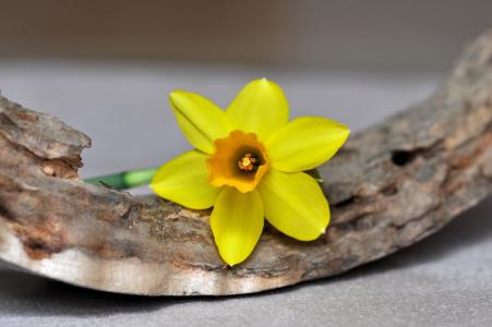 水仙, 花, 春天的花朵, 早就崭露头角, 黄色, 黄色的花, 木片