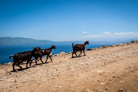 山羊, 石头, 希腊, 克里特岛