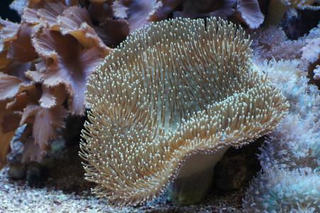 蘑菇皮革珊瑚, 珊瑚, 海底世界, 海洋动物, 水族馆