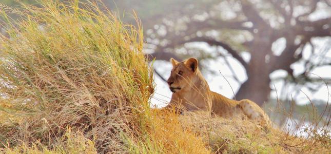 狮子, 非洲, 野生动物园, 坦桑尼亚, 自然, 塞伦盖蒂, 动物