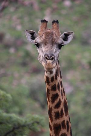 长颈鹿, 动物, 哺乳动物, 野生, 野生动物, 自然, 野生动物园