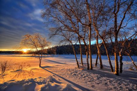 日落, 冬天, 雪, 感冒, 树木, 桦木, 自然
