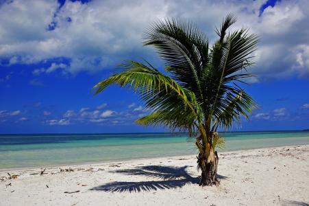 古巴, 棕榈, 海滩, 海, 岛屿, 天空, 沙子