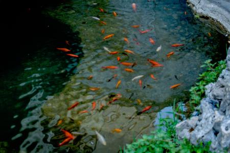 自然, 水, 动物, 鱼类, 植物, 绿色, 橙色