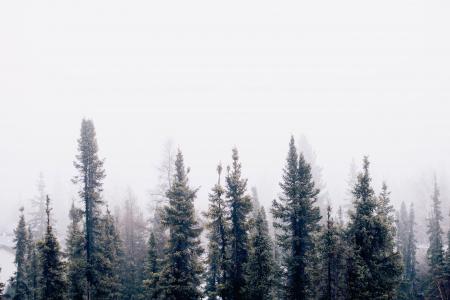 自然, 森林, 树木, 伍兹, 吸烟, 雾, 阴霾