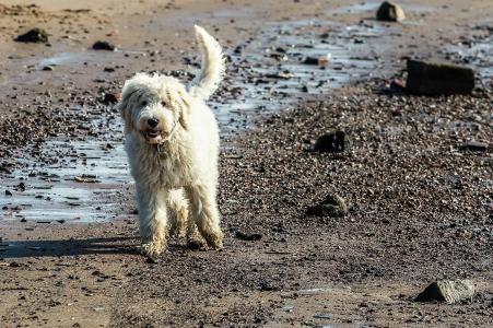 狗, 海, 狗在海滩, 戏剧, 混合动力, 海滩