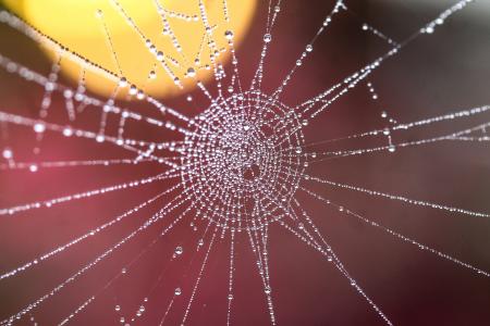 web, 水滴, 露珠, 珠饰, 宏观, 自然, 背景