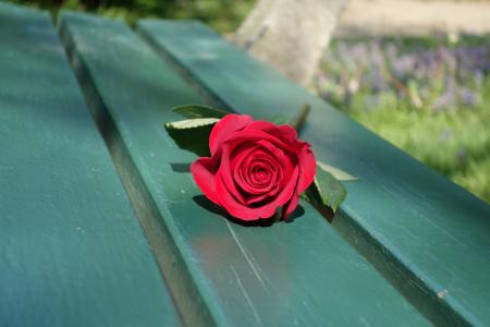 红玫瑰, 张空空的长椅, 爱, 浪漫, 情感, 符号, 花
