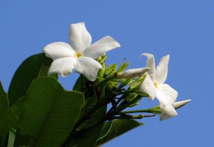 花, 白色, 海芒果, 马达加斯加磨难豆, odollam 树, 粉红眼海, 狗克星