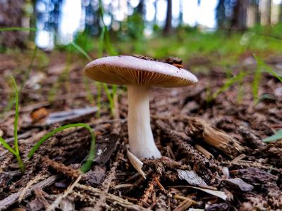 蘑菇, 森林, 特里, 真菌, 可食用的蘑菇, 毒蕈, 自然