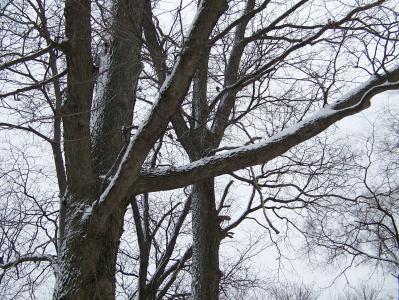 树木, 雪, 自然, 森林, 伍兹, 冬天