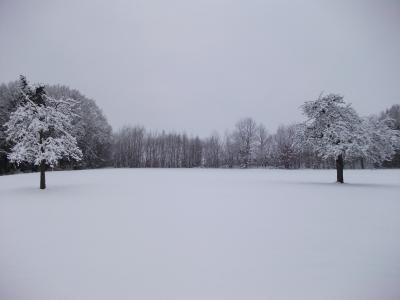 冬天, 树木, 雪, 白雪皑皑, 寒冷, 雪魔, 景观