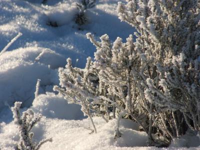 弗罗斯特, 冬天, 植物, 树, 灌木, 冰, 雪