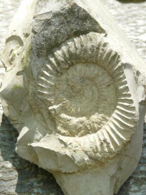 石化, ammonit, 石头, ammonoidea, 头, 是, 软体动物