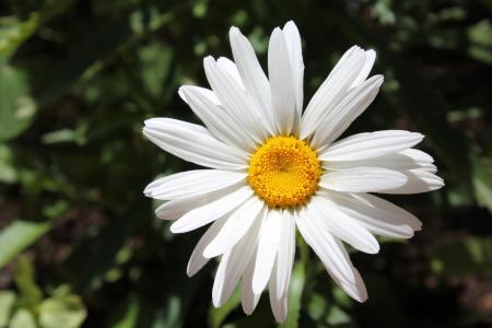 白花, 绽放, 花, 白色, 自然, 开花, 花香