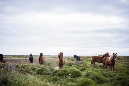 马, 冰岛, 冰岛语, 动物, 草甸, 棕色, 野生
