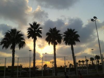 棕榈树, 云计算, 4棕榈, 日落, 天空, 光, 颜色
