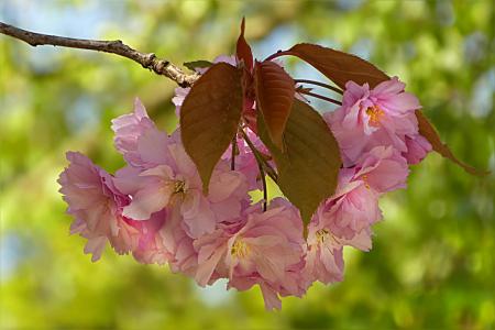 树, 开花, 绽放, 日本樱桃, 樱桃, 粉色, 春天