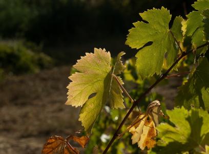 葡萄树, 秋天, 收获, 葡萄