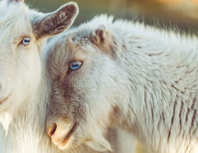 羊, 动物, 羔羊, 爱, 羊毛, 眼睛, 鼻子