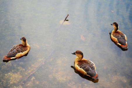 鸭子, 自然, 动物, 鸟, 水, 户外, 湖