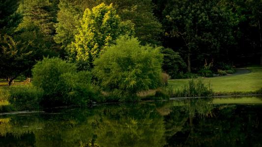 弗吉尼亚州, 公园, 草甸百灵植物园, 步行, 绿色, 下午, 风景名胜