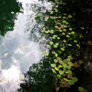 水, 克里克, 自然, 森林, lilypads