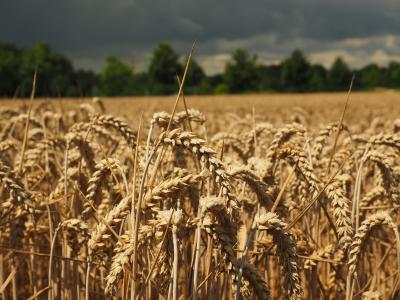 小麦, 穗状花序, 谷物, 粮食, 字段, 麦田, 玉米田