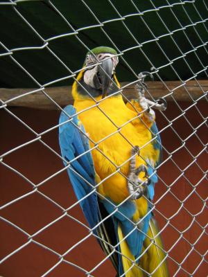 鹦鹉, 大道, 笼子里, 蓝色, 黄色, 动物园, 监狱