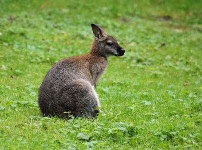 袋鼠, 有袋类动物, 动物, 草甸, 澳大利亚, 野生动物, 自然