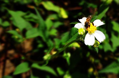 蜜蜂, 花, 自然, 春天, 蜂蜜, 花园, 开花