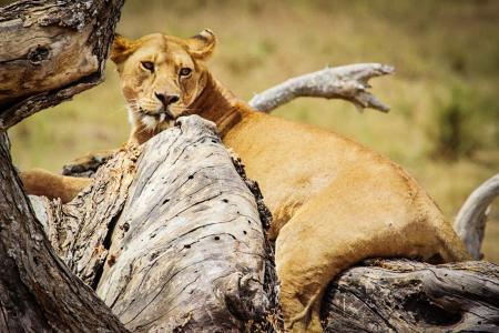 狮子, 非洲, 坦桑尼亚, 塞伦盖蒂, 野生动物园, 动物, 野生动物