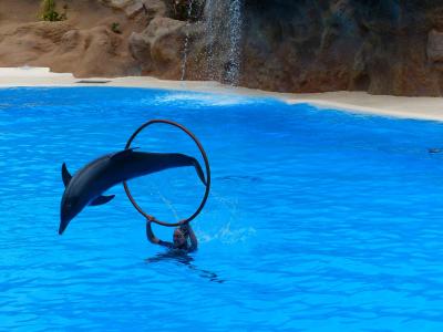 海豚, 跳转, 艺术性, 海豚表演, 示范, 吸引力, 动物展示