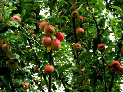 树上苹果, 苹果, 水果, 红色, 绿色, kernobstgewaechs, 树