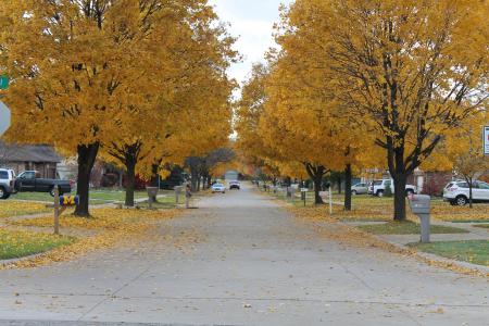 秋天, 叶子, 街道, 树, 秋天的颜色, 秋天的树叶, 秋天