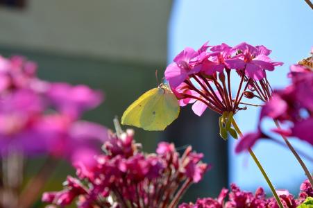 蝴蝶, gonepteryx rhamni, 花, 宏观, 自然, 脆弱, 粉红色的颜色