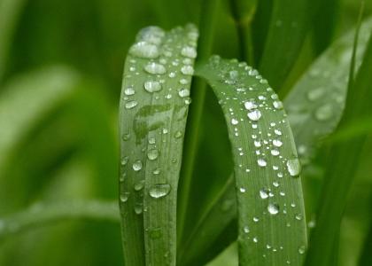 绿色, 草, 自然, 花园, 雨滴, 特写, 雨滴