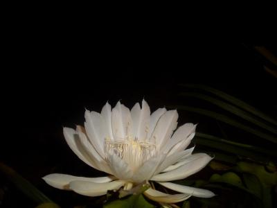 夜之皇后, 白花, 仙人掌, pitahaya, 晚上