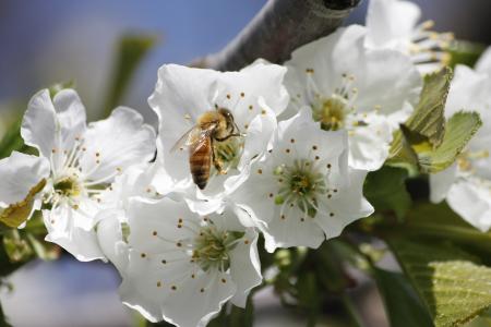 蜜蜂, 樱桃, 开花, 授粉, 昆虫
