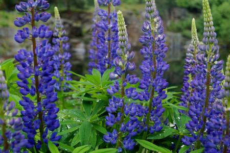 羽扇豆, 植物, 蓝色, 花, 花, 紫色, 夏季
